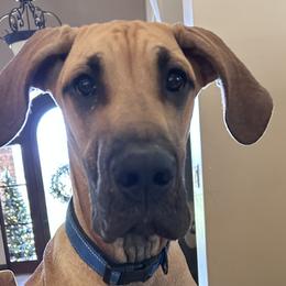 Great Danes from Noctua Kennels