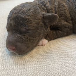 Lagotto Romagnolo Puppies from Southern Lagotto