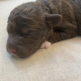 Lagotto Romagnolo Puppies from Southern Lagotto