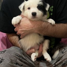 Male 1 - Black and white male Border Collie puppy in Memphis, New York from Dual Traxx Border Collies