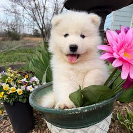 Boy 2 Black collar - White male Samoyed puppy in Glasgow, Kentucky from Bluegrass Samoyeds
