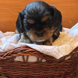 Cavalier King Charles Spaniel and Cavapoo Puppies from Cavaliers of Windsor