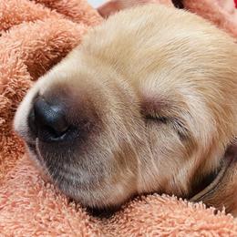 Golden Retriever and Labrador Retriever Puppies from Golden Bundles
