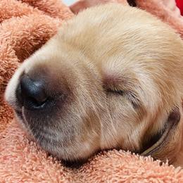 Golden Retriever and Labrador Retriever Puppies from Golden Bundles