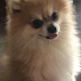 Angus - Pomeranian