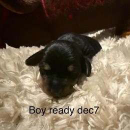 Sirius - Black and tan male Dachshund puppy in Onalaska, Texas from Nicholes Doxies