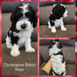 Christopher Robin - Black white and tan male Cockapoo puppy in Zanesville, Ohio from Oodles of Doodles & Poos