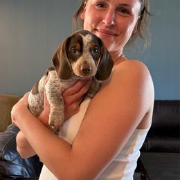 CKC Pluto - Piebald male Dachshund puppy in Joshua Tree, California from Desert Dreams Ranch