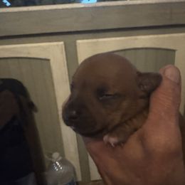 Rusty - Red male Staffordshire Bull Terrier puppy in Port Saint Lucie, Florida from Southern Staffies