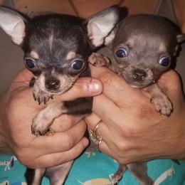 Chihuahua Puppies from Chilove Chihuahuas