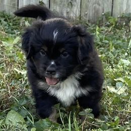 Miniature Australian Shepherds from Nicole’s Mini Aussies
