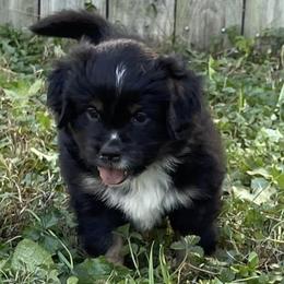 Miniature Australian Shepherds from Nicole’s Mini Aussies