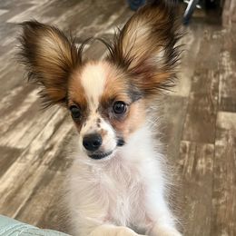 Girl 1 - White and sable female Papillon puppy in Carlsbad, New Mexico from Champagne Posh Papillons