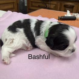 Bashful - Black and white female Shih Tzu puppy in Conway, Missouri from Hillside Loop Kennel LLC