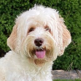 Mila - Australian Labradoodle