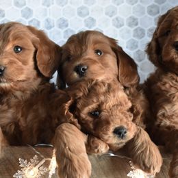 Goldendoodles from Precious Pooches for You