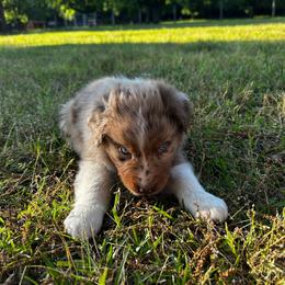 Rory - Red merle male Australian Shepherd puppy in Butler, Georgia from Aussies at Howling Hill Farm