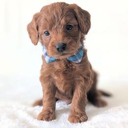 Slushy - Red  male Goldendoodle puppy in Blackfoot, Idaho from Riverside Poodles