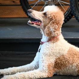 MEEKA - Poodle