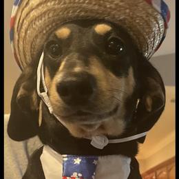 Charlie - Dachshund
