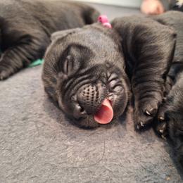 U Up - Black male Labrador Retriever puppy in Martinsburg, West Virginia from Fetching Labrador Retrievers
