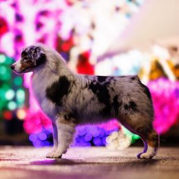 PICKLES - Australian Shepherd