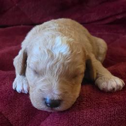 Journey Apricot gold - Apricot male Labradoodle puppy in Churchill County Fallon, Nevada from Card Family Ranch