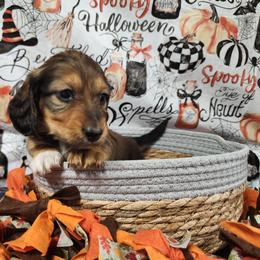 Leo - Red male Dachshund puppy in Anaconda, Montana from Williams Family Dachshunds