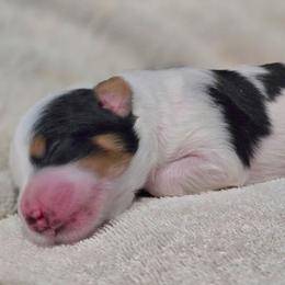 3rd Pick of litter, Male - Tri-color male Bernedoodle puppy in Blanco, Texas from Texas Hill Country Sheepadoodles & Bernedoodles