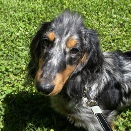 Dachshunds from Dirt Road Doxies