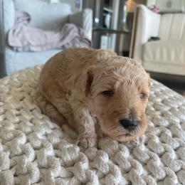 Teddy - Apricot male Goldendoodle puppy in Fairhope, Alabama from Farihope Family