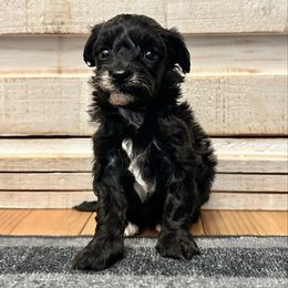 Female 3 - Black female Havapoo puppy in Brooksville, Florida from Kruger Doodles