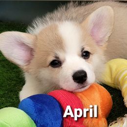 Pembroke Welsh Corgi Puppies from Cattal Corgis