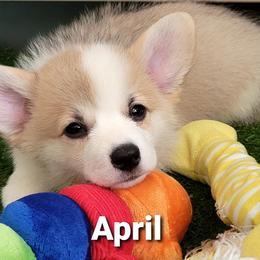 Pembroke Welsh Corgi Puppies from Cattal Corgis
