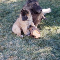 Belgian Tervuren Puppies from Beartooth Belgian Tervuren