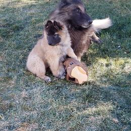 Belgian Tervuren Puppies from Beartooth Belgian Tervuren