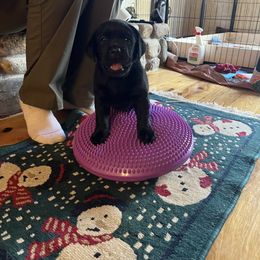 Labrador Retriever Puppies from Armory Labradors