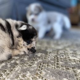 Pomsky Puppies from Pomsky‘s Palace