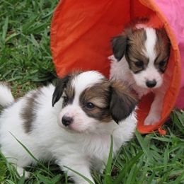Papillon Puppies from Rocyn Papillons