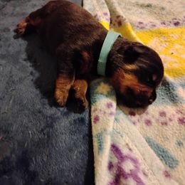 Boy 3 - male Rottweiler puppy in Jacksonville, Florida from Vom Jobaer Rottweilers