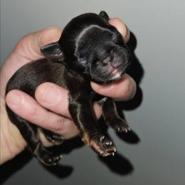 Fancies girl - Black and tan female Brussels Griffon puppy in Fyffe, Alabama from BamaBrussels