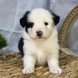 Bo - Black male Miniature American Shepherd puppy in Clinton, Missouri from Mockingbirds American Minis