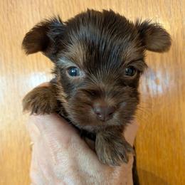 Tiger Lily - Chocolate and tan female Yorkshire Terrier puppy in Gatesville, Texas from KontryKritterz Yorkies