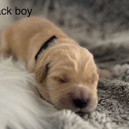 Black boy - Light golden male Golden Retriever puppy in Morris, Connecticut from Sterling Goldens