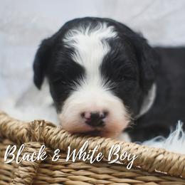 Yellow - Black and white male Aussiedoodle puppy in Plain City, Utah from Myers Desert Doodles