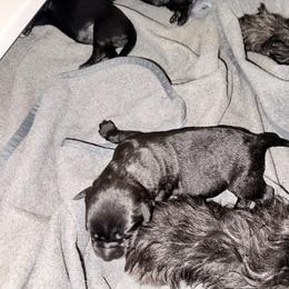 TBD Boy - Black male Giant Schnauzer puppy in Noblesville, Indiana from Stratton House Kennels