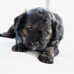 Shane - Sable male Cavapoo puppy in Lawton, Oklahoma from Lindsey’s Cavies