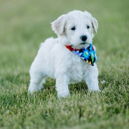 Goldendoodle and Sheepadoodle Puppies from Sunnyfarm Doodles