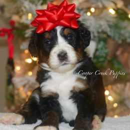 Mrs. Toffee Apple - Tri-color female Bernedoodle puppy in Lowry City, Missouri from Cooper Creek Puppies