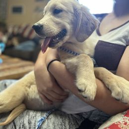 Golden Retriever and Labrador Retriever Puppies from Storm Chasers Retrievers